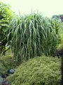 Riesen Chinaschilf, ideal als Hecke und Sichtschutz, Miscanthus giganteus
