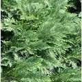 Hochstamm Scheinzypresse Nidiformis 60-80cm - Chamaecyparis,awsoniana