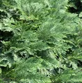 Hochstamm Scheinzypresse Nidiformis 60-80cm - Chamaecyparis