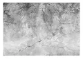 Fototapete Federn Palmenblätter Pflanzen grau Beton Vintage Retro - inkl. Kleister - für Wohnzimmer Schlafzimmer Flur Modern Vlies Tapete Vliestapete Wandtapete Motivtapeten Montagefertig (368x254 cm)