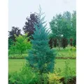 Sequoiadendron Giganteum Glaucum Mammutbaum Blaugrün 80–100 cm