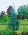 Pflanzen für Dich Konifere Sequoiadendron gig. Glaucum, 1 St., Mammutbaum, Bergmammutbaum, Riesenmammutbaum, blaugrau, riesenwuchs