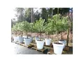 Pinus Pinea Mittelmeerkiefer 250 cm inkl. Pflanzkübel Ø80cm Pinie Kiefer Stamm Premium XL Stamm, winterhart