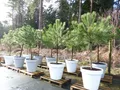 Pinus Pinea Mittelmeerkiefer 250 cm inkl. Pflanzkübel Ø80 cm Pinie winterhart