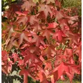 Amerikanischer Amberbaum Oakville Highlight 80-100cm - Liquidambar styraciflua