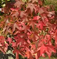 Amerikanischer Amberbaum Oakville Highlight 80-100cm - Liquidambar styraciflua