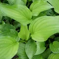 Blumixx Stauden Hosta Plantaginea-Hybr. 'Royal Standard' - Funkie