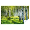Wallarena Fototapete Wald Birkenwald Birken Sonne 3D EFFEKT Tapete Wohnzimmer Schlafzimmer, Glatt, Wald, Tapete inklusive Kleister Vliestapete Motivtapete 3.68 m x 2.54 m