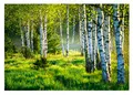 Vlies Fototapete Birkenwald Wald Birken Sonne Natur 3D EFFEKT inklusive Kleister Wohnzimmer Schlafzimmer Wandtapete Tapete UV-Beständig Montagefertig (368 x 254 cm - 4 Bahnen)