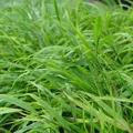 Hakonechloa macra - Japanwaldgras Staude Halbschatten Ziergras