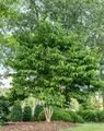 Sieben Söhne des Himmels Strauch (Heptacodium) 60-80cm, 3L Topf