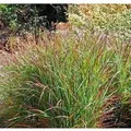 Rutenhirse Rehbraun - großer Topf - Panicum virgatum