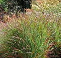 Rutenhirse Rehbraun - großer Topf - Panicum virgatum