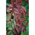 Diervilla Lonicera Buschgeißblatt 40–60 cm