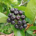  Aronia `Aron´, schwarze Apfelbeere, mehrtriebiger Strauch, 60-80cm im 3L-Topf
