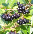 Aronia `Hugin´ (Apfelbeere), kompakt wachsend, 40-60cm im 3L-Topf