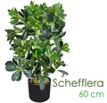 Künstliche Zimmerpflanze Schefflera Aralia Kunstpflanze Künstliche Pflanze Stahlenaralie 60 cm Schefflera, Decovego, Höhe 60 cm