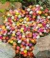 Winterharte Eisblumen "Wheels of Wonder®" Farbmix 5 Pflanzen