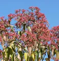 Sieben Söhne des Himmels Temple of Bloom 125-150cm - Heptacodium miconioides - lebende Gartenpflanze aus den Baumschulen
