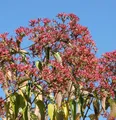 Sieben Söhne des Himmels Temple of Bloom 125-150cm - Heptacodium miconioides