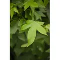 Liquidambar Styraciflua Gumball Amberbaum Kompakt 40 cm Stammhöhe