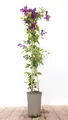 Clematis viticella 'Etoile Violette', Waldrebe, violett, 40–60 cm