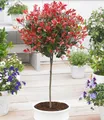 BALDUR Garten Zierstrauch Immergrünes Photinia-Stämmchen 'Little Red Robin®', 1 St., Glanzblattmispel, immergrün, winterhart, mehrjährig