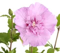 Dehner Zierstrauch Hibiscus Lavender Chiffon®, 40 - 50 cm, rosa, kompakter Garten-Eibisch, halbgefüllte Blüten