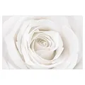 Bilderwelten Blumen Fototapete Landhaus inkl. Kleister 384x255cm - Vliestapete Made in Germany - große Blumen Tapete Schlafzimmer - Rosen Blumentapete 3D - Tapete floral Wohnzimmer Flur T_2138