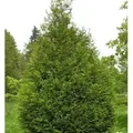 Riesen Lebensbaum Atrovirens 40-60cm - Thuja plicata