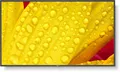 NEC 65" M-Series Large Format Display, UHD, 500cd/m2, D-LED backlight, 24/7 proof,SDM Slot, CM-Slot [Energieklasse G] (60006086)