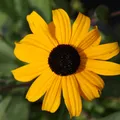 Blumixx Stauden Rudbeckia fulgida var. sullivantii 'Goldsturm' - Sonnenhut