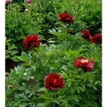 Strauchpfingstrose Rot - Paeonia suffruticosa