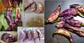 Stk - 20x Rosa Tiger Chili Scharf Gemüse Pflanzen - Samen A325 - Seeds & Plants Shop by Ipsa