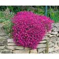 Aubrieta X Cult. Cascade Purple Blaukissen Lila Ca. 9x9 cm Topf