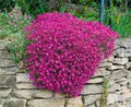Aubrieta x cult. 'Cascade Purple', Blaukissen, lila, ca. 9x9 cm Topf
