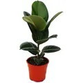 Exotenherz Gummibaum Ficus Elastica Robusta 17cm Topf
