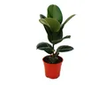 Exotenherz Zimmerpflanze Gummibaum - Ficus elastica "Robusta" - 17cm Topf
