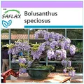 SAFLAX - Bonsai - Afrikanischer Blauregen - 15 Samen - Bolusanthus speciosus