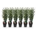 GreenboutiQ - Heckenpflanzen - Ligustrum ovalifolium - Blatt grün - 6 Pflanzen - 1 laufender Meter - immergrün - Topf 17cm Höhe 60cm