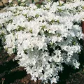 Japanische Azalee Kermesina Alba 20-25cm - Rhododendron obtusum - Zwerg Alpenrose - lebende Gartenpflanze aus den Baumschulen