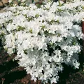 Japanische Azalee Kermesina Alba 20-25cm - Rhododendron obtusum