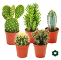 5 verschiedene Kakteen im Set - 5,5cm Topf