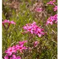 Teppich Phlox Scarlet Flame - Phlox subulata