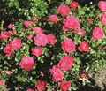 Dehner Rose Zwergrose Hobby®, Züchter Tantau, pink-farbene Blüten, gefüllt / nicht duftend, 15-30 cm exkl. Pflanztopf, Topfware
