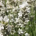 Echter Lavendel Edelweiß - Lavandula angustifolia - lebende Gartenpflanze aus den Baumschulen