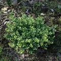 Stechpalme Ilex Eurotal 25-30cm - ilex crenata