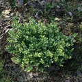 Stechpalme Ilex Eurotal 25-30cm - ilex crenata
