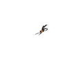 Fiskars Rasenkantenschere Servo-System (1000589)