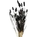 Deko-zweige Für Vase, Getrocknet, 70 Cm